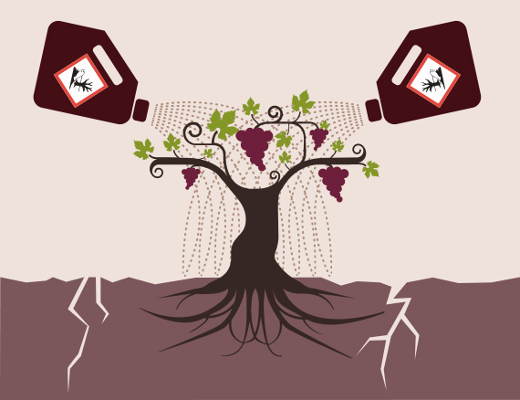 Culture de la vigne vin conventionnel-Vinibee
