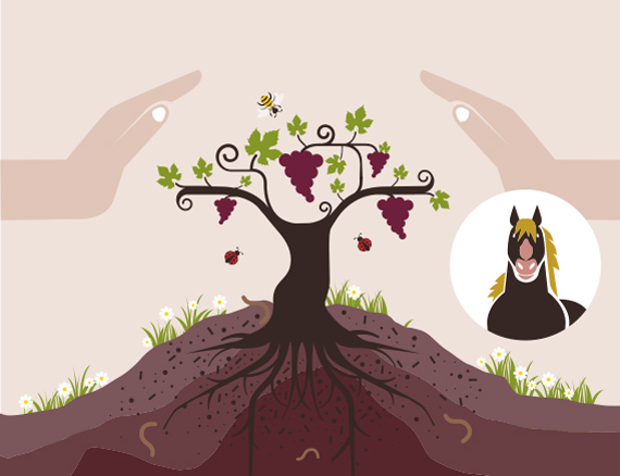 Culture de la vigne vin bio-Vinibee