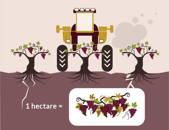 Culture de la vigne vin conventionnel-Vinibee