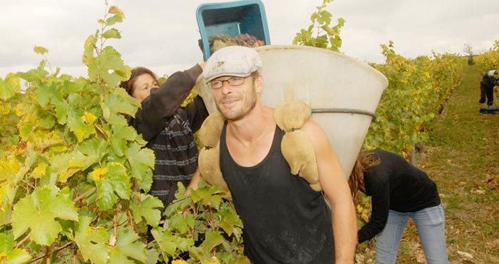 vendanges 2016 au domaine de Bablut - Domaine Bablut-Christophe Daviau-Vinibee