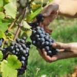 Domaine Mas de Libian-Vinibee