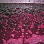 vinification au Mas de Libian - Domaine Mas de Libian-Vinibee