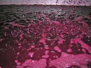 vinification au Mas de Libian - Domaine Mas de Libian-Vinibee