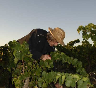 Domaine Potron-Minet-Vinibee