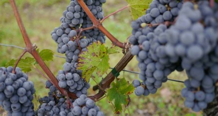 Domaine Laurent Herlin-Vinibee