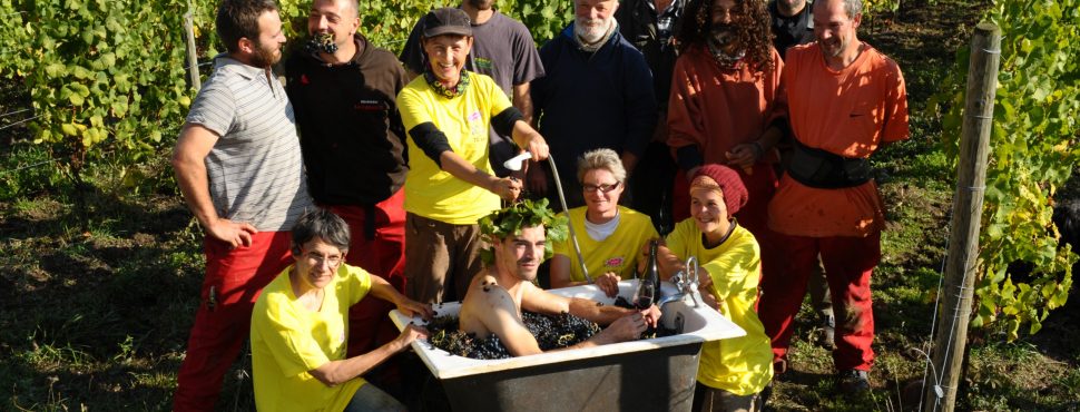 vendanges 2016-Domaine Verdier-Logel-Vinibee