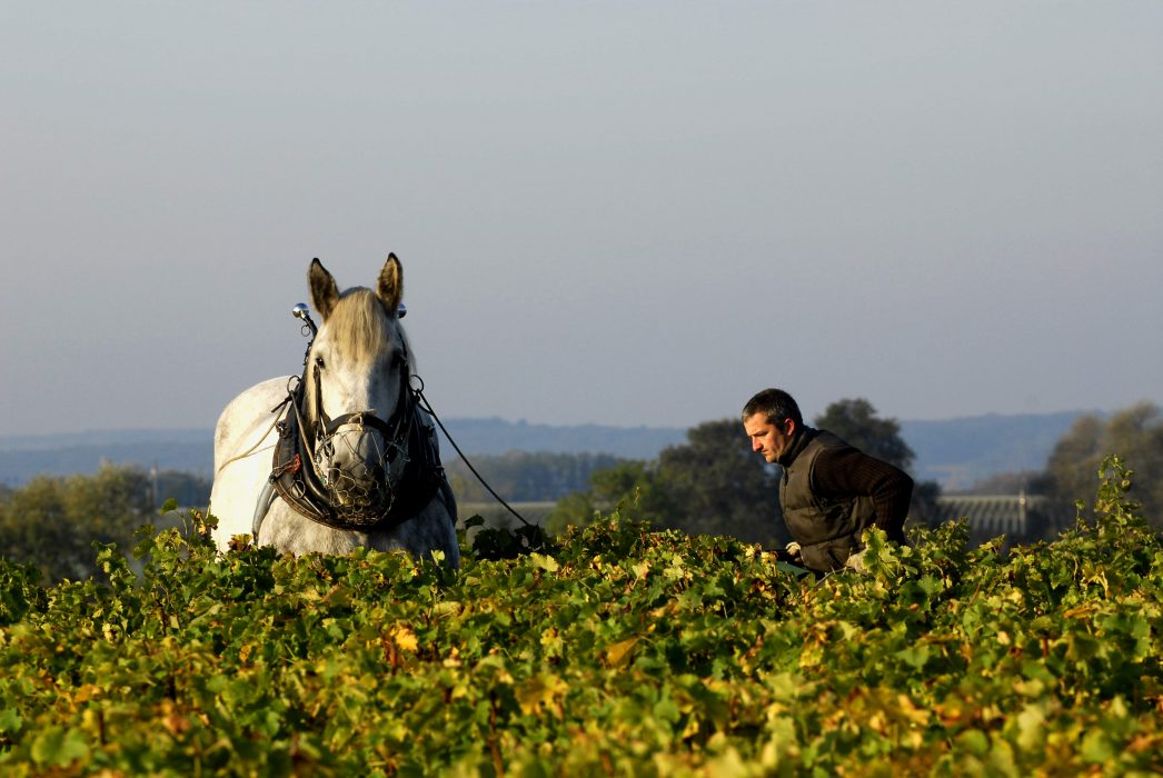 Domaine Alexandre Bain-Vinibee