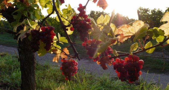 Domaine Clé de Sol-Jean et Yannick Baltenweg-Vinibee