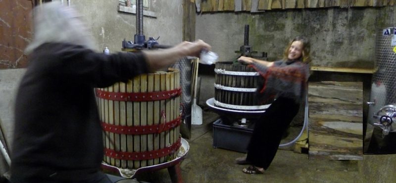 La vinification au domaine Clé de Sol-Vinibee