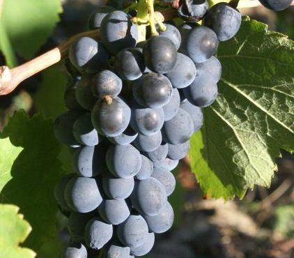 Domaine Clusel-Roch - Vinibee