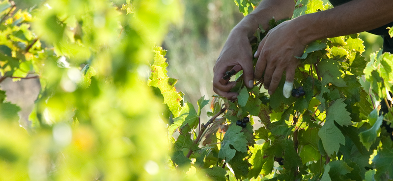 la culture de la vigne au domaine de l'Ausseil
