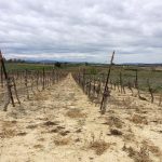 vignoble et pesticides-Vinibee