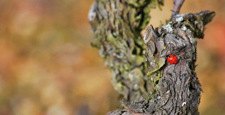 biodynamie - Chahut et Prodiges - cep coccinelle