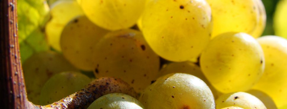 vin biologique - Notre grappe d'Amis sur la Toile - Bernard Domaine Landron-Chartier - vin bio vin nature - Vinibee