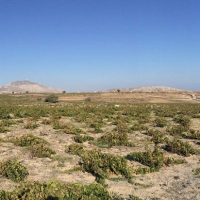 vins naturels grecs - Vignes Grèce - août 2017 - Vinibee