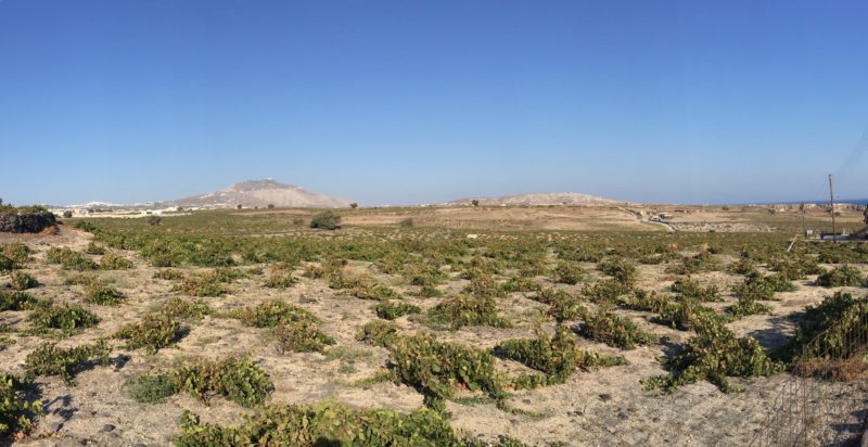vins naturels grecs - Vignes Grèce - août 2017 - Vinibee