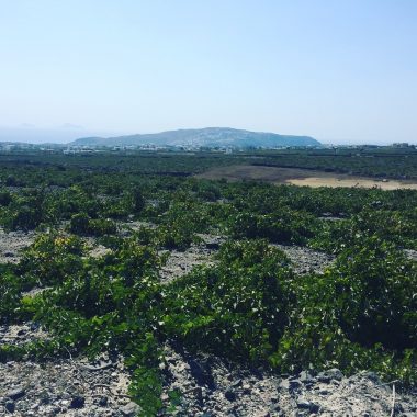 Domaine Hatzidakis - vue vignoble août 2017 - Vinibee