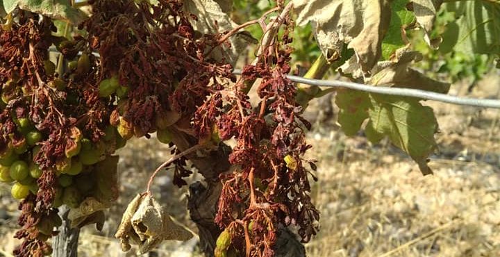Domaine Mamaruta - Marc Castan - vignes brulees - canicule