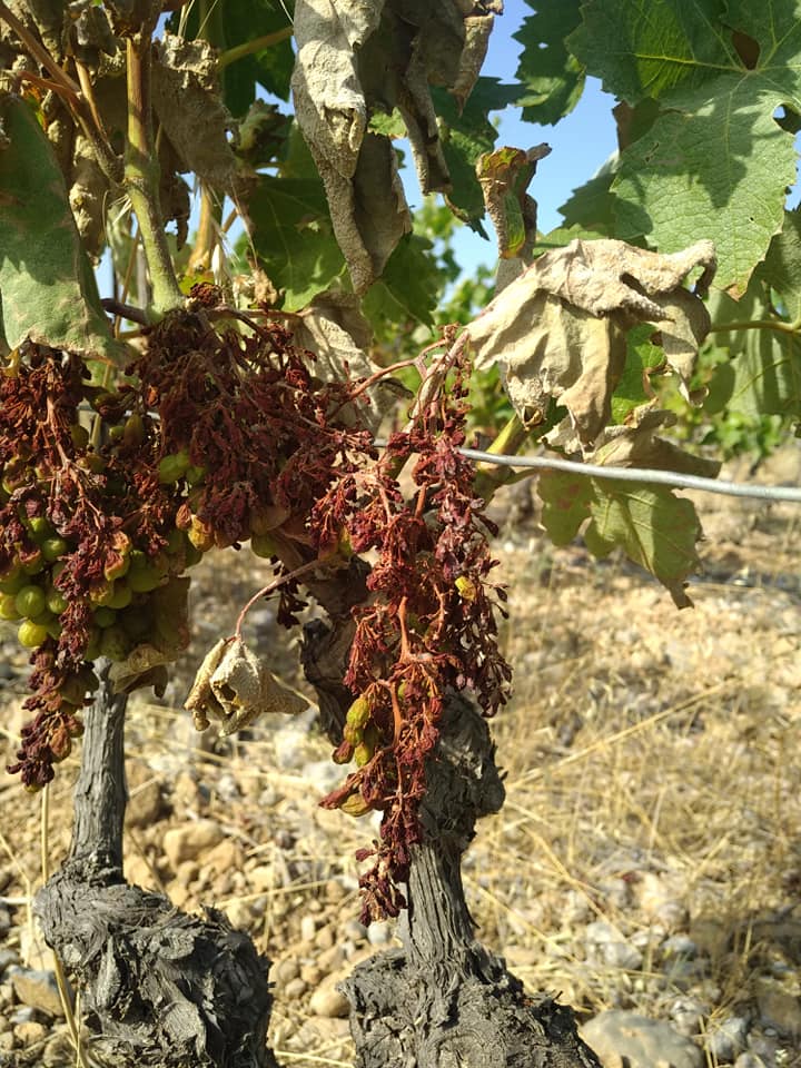 Domaine Mamaruta - Marc Castan - vignes brulees - canicule