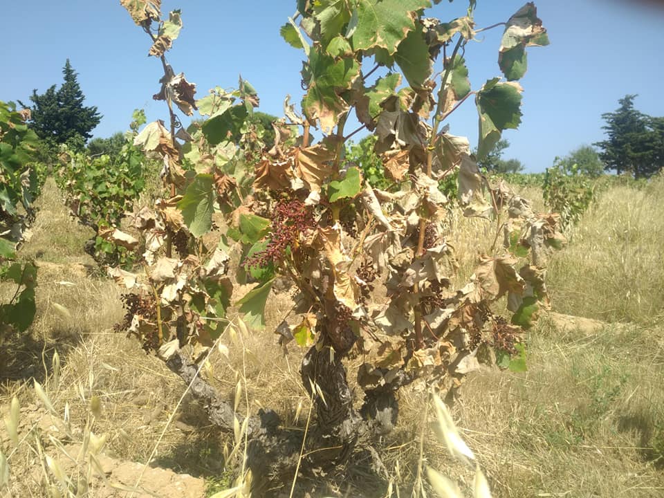 Domaine Mamaruta - canicule - vignes brulees
