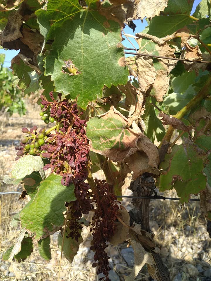 Domaine Mamaruta - Marc Castan - vignes brulees - canicule