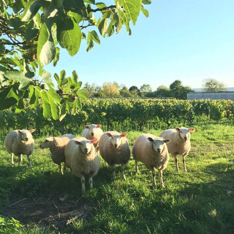 Chateau de Beru - moutons