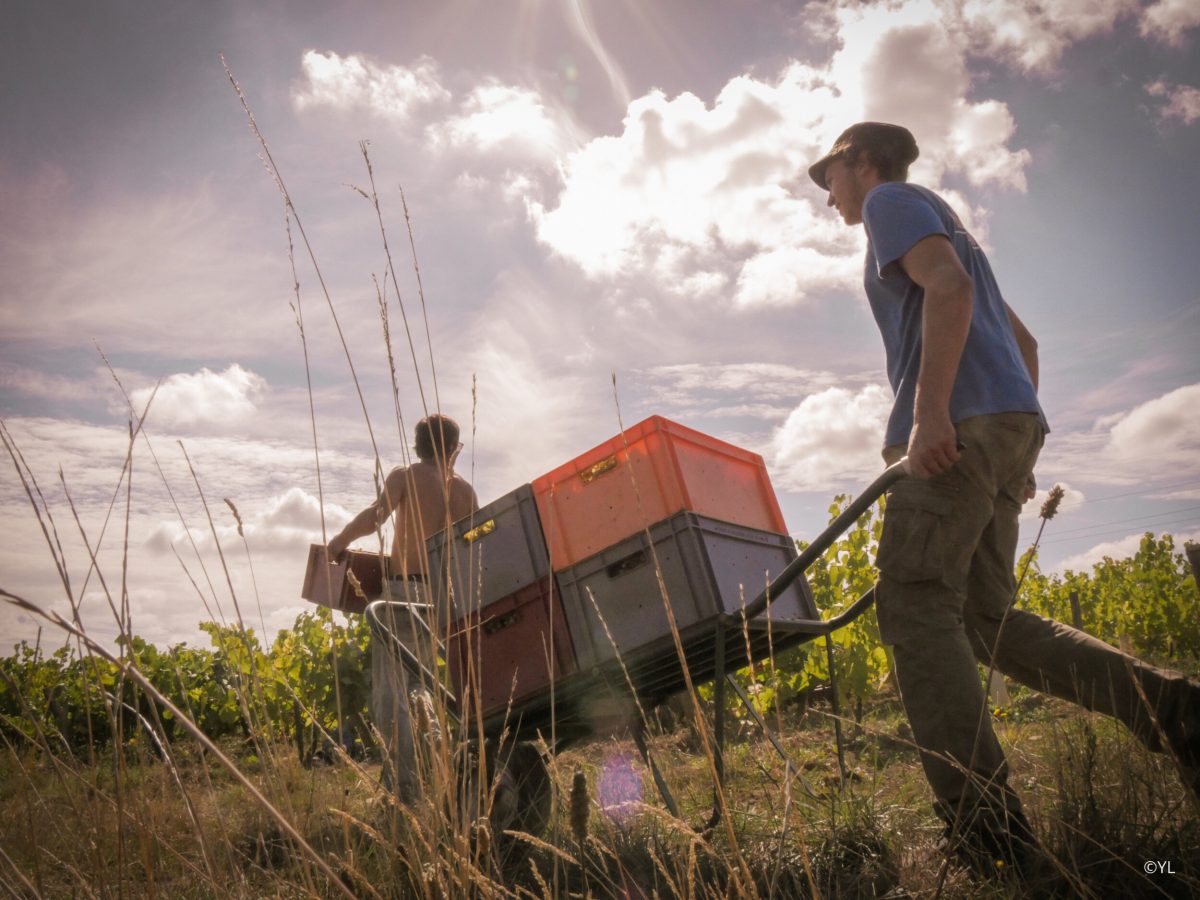 Domaine Complementerre - Marion Pescheux et Manu Landron - vin naturel - vinibee