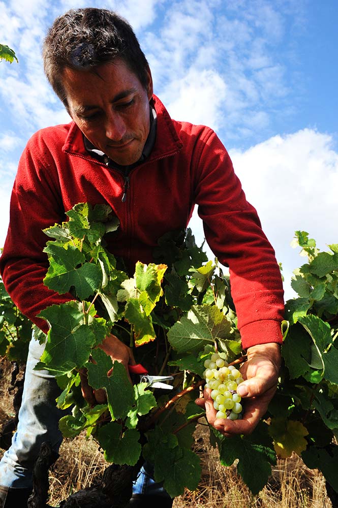Nicolas Suteau - Bretagne - vin naturel - vinibee
