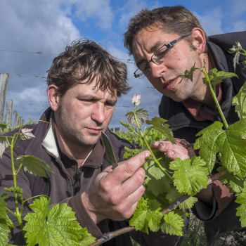 Domaine du Mortier - Cyril et Fabien Boisard - St Nicolas de Bourgueil - vin bio - vinibee